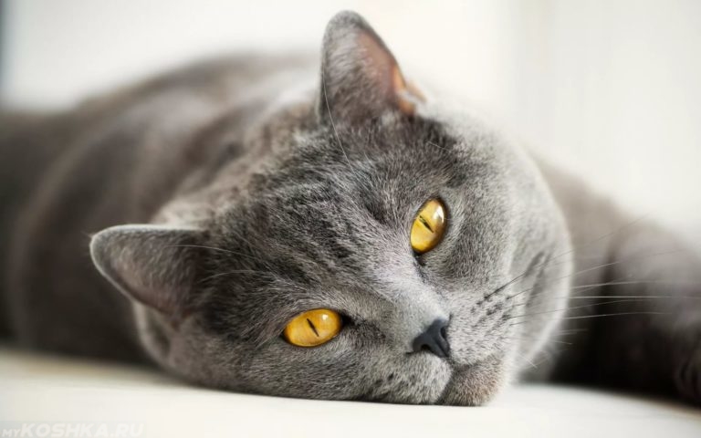картинки на рабочий стол коты анонимно №520247 картинки на рабочий стол коты № 520246 без смс