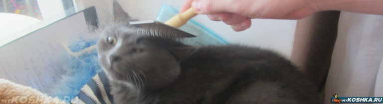 Лечение у кота на спине Лечение у кота на спине