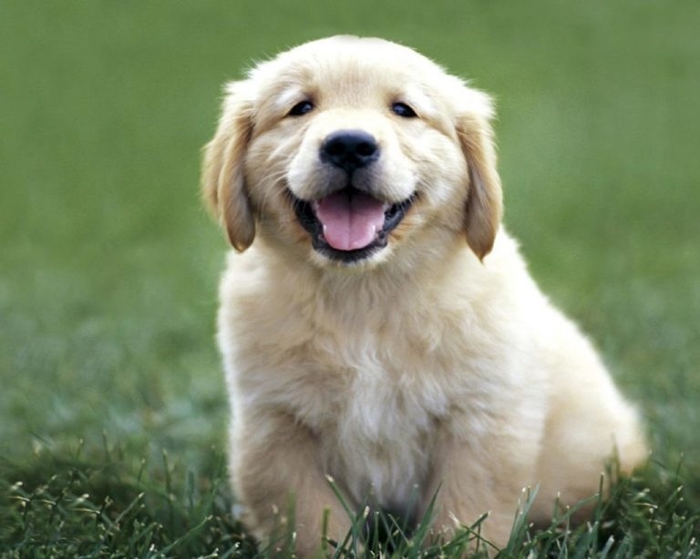 Популярные двойные клички для собак из двух и более слов