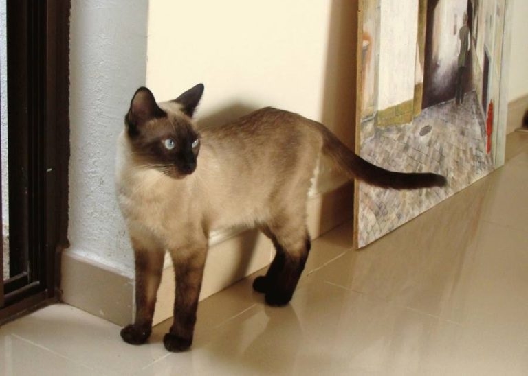 сиамская кошка характер достоинства и недостатки
