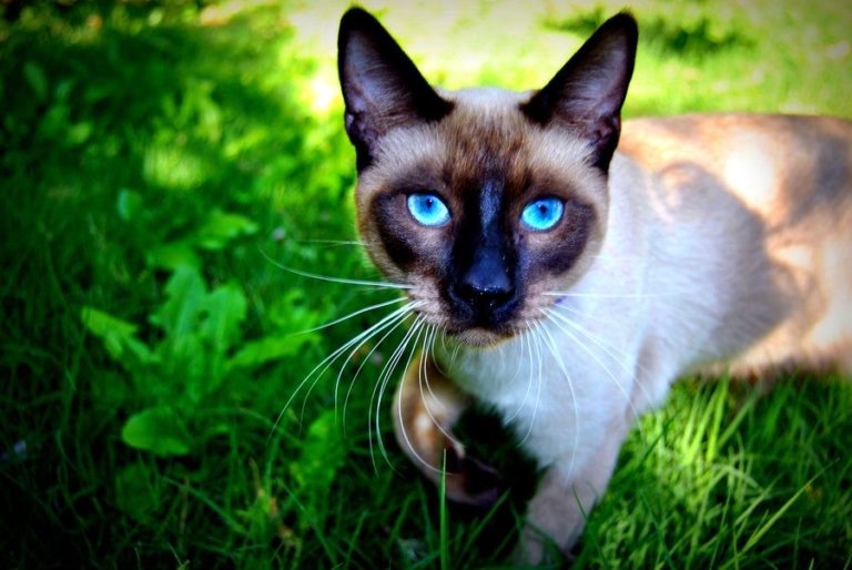 сиамская кошка характер и поведение отзывы