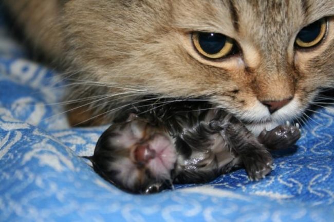 Котёнок и мать-кошка сразу после родов