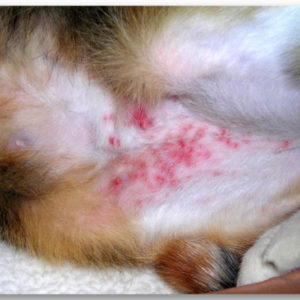 Сильно выраженный аллергический дерматит у кошки
