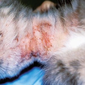 Сильно выраженный аллергический дерматит у кошки на шее
