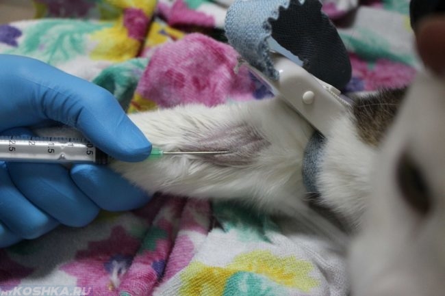 Анализ крови кошки на бактериальный посев в ветеринарной лаборатории