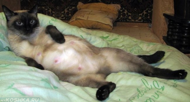 Беременная сиамская кошка лежит животом вверх