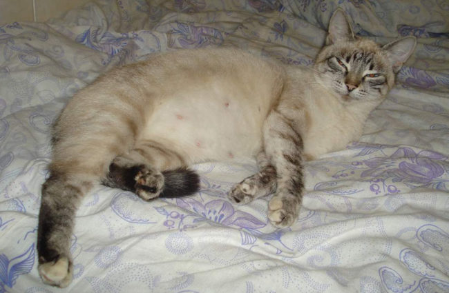 Кошка на втором этапе беременности