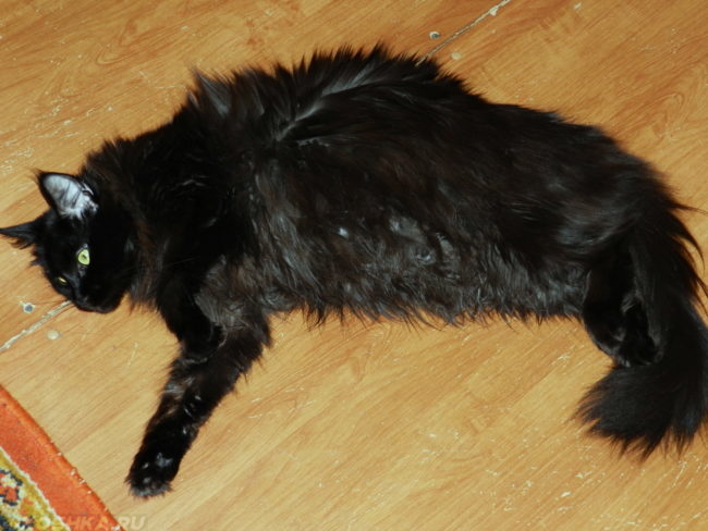 Беременная черная кошка породы Мейн-Кун лежит на полу