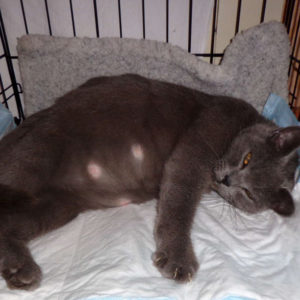 Беременная британская кошка нежится на пеленке