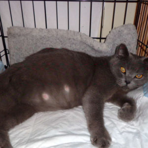 Беременная британская кошка на пятом этапе беременности