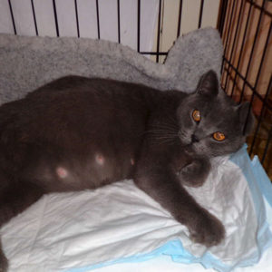 Беременная британская кошка нежится на пеленке