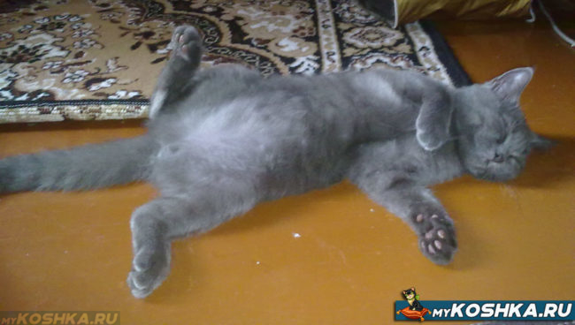 Британская кошка спит на полу