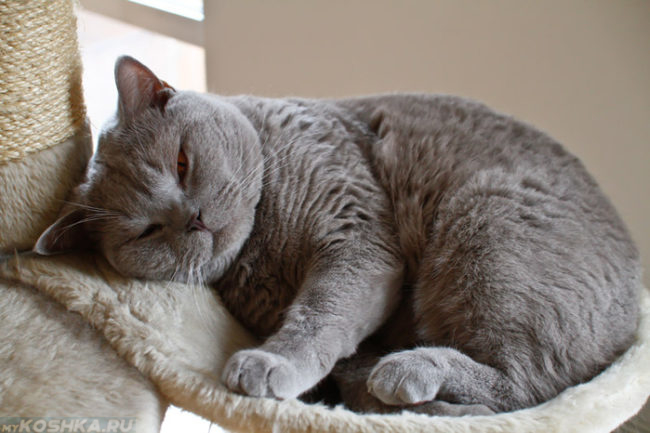 Британская короткошерстная кошка спит