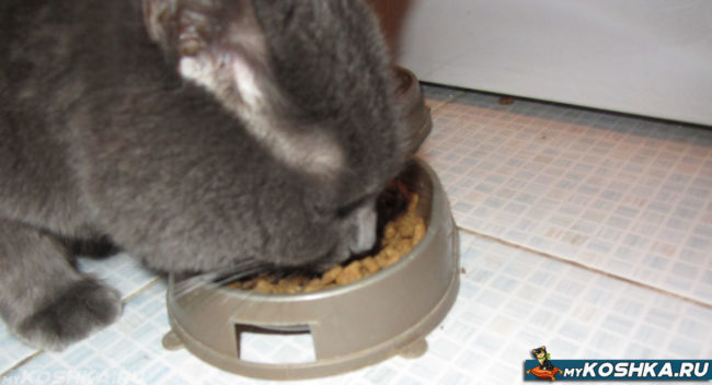 Британский кастрированный кот ест сухой корм