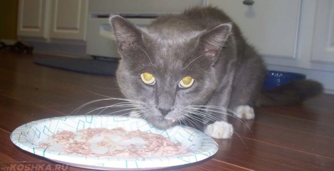 Кошка ест домашнюю пищу