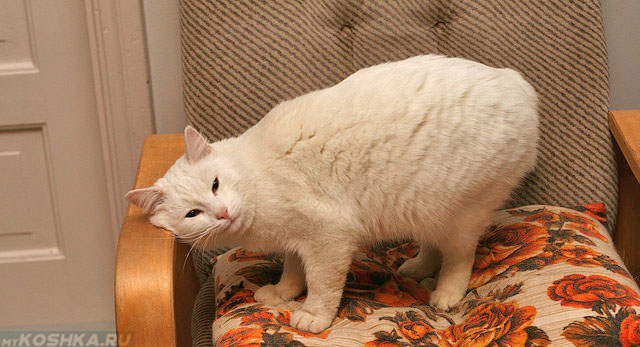 Кот в возрасте метит домашнее кресло