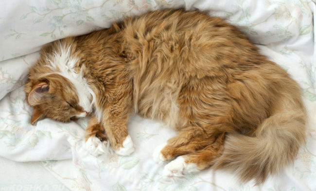 Беременная кошка спит на кровати