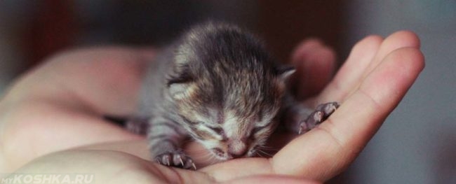 Новорождённый котёнок на ладошке выпустил когти