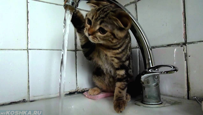 Кошка пьёт воду из-под крана