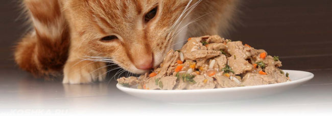 Беременная кошка активно ест еду из миски