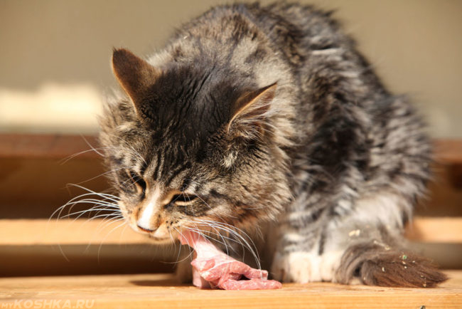 Беременная кошка ест кусок мяса