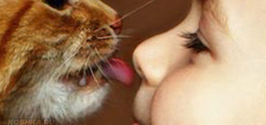 Кошка лижет нос человеку