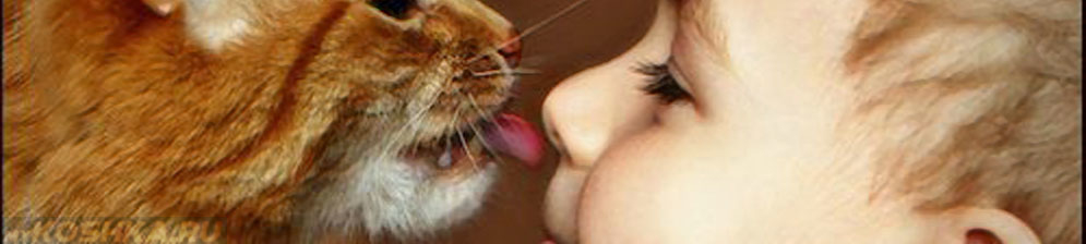 Кошка лижет нос человеку