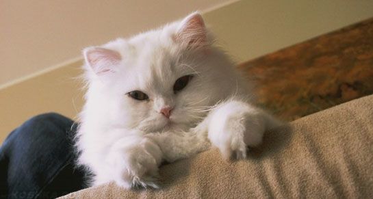 Кошка написала на диван как избавиться от запаха: выводим мочу