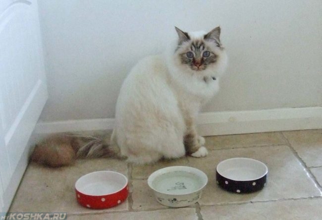Кошка отказывается есть у мисок с едой