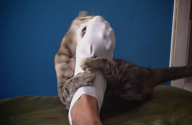 Кошка играется с ногой хозяина в носке
