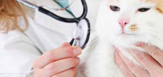 Осмотр кошки ветеринаром перед стерилизацией