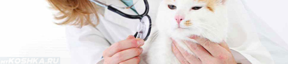 Осмотр кошки ветеринаром перед стерилизацией