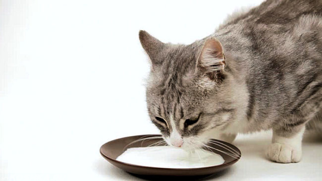 Кошка пьёт молоко из тарелочки