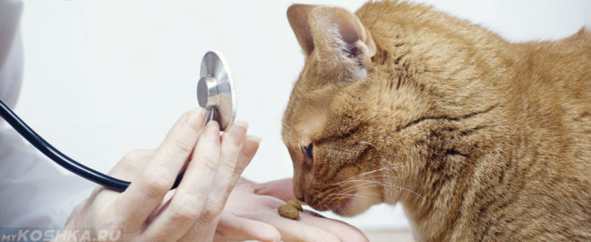 Кошка после вязки на осмотре у врача