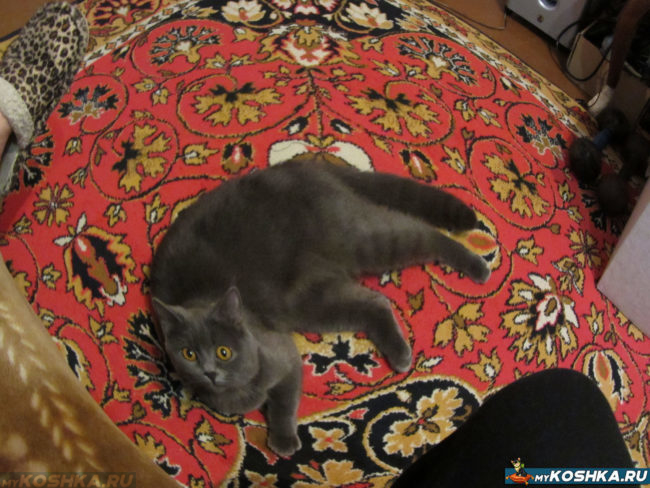 Кот нагадил на ковёр