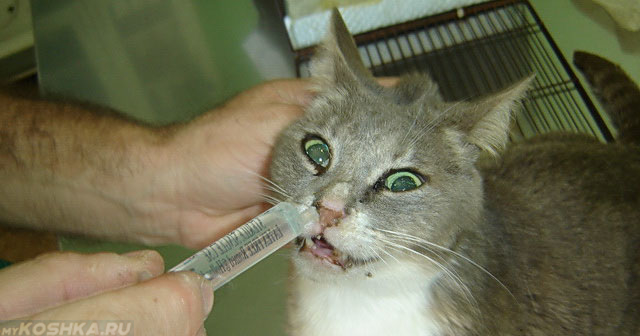 Лечение кошки от соплей при помощи лекарства и шприца