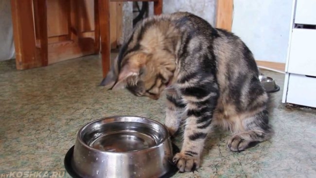 Кошка Мейн-Кун пьёт воду из миски