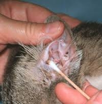 Мазок из уха ватной палочкой у кошки