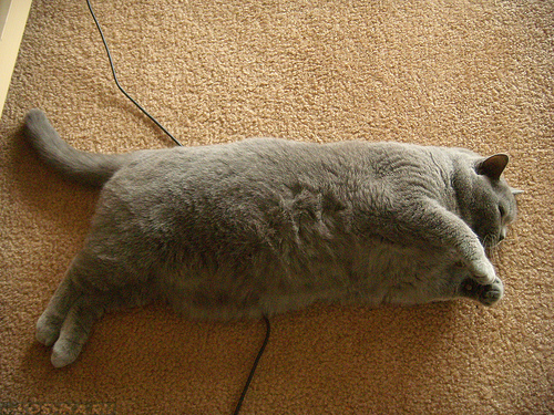 Ожирение кота после кастрации