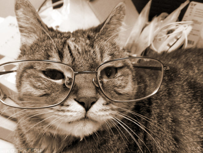 Старый кот в очках