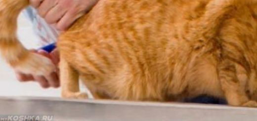 Осмотр кошки ветеринаром на наличие глистов