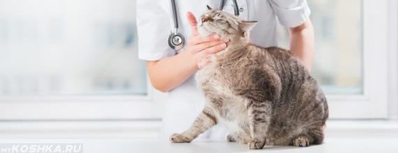 Осмотр беременной кошки у ветеринара