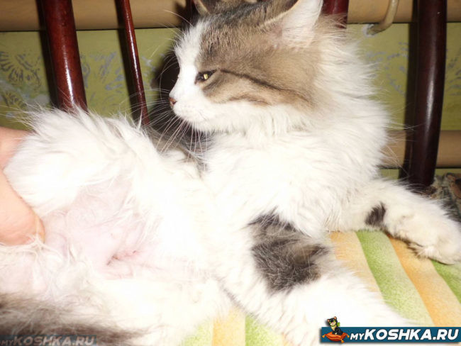 Повторная стерилизация беременной кошки