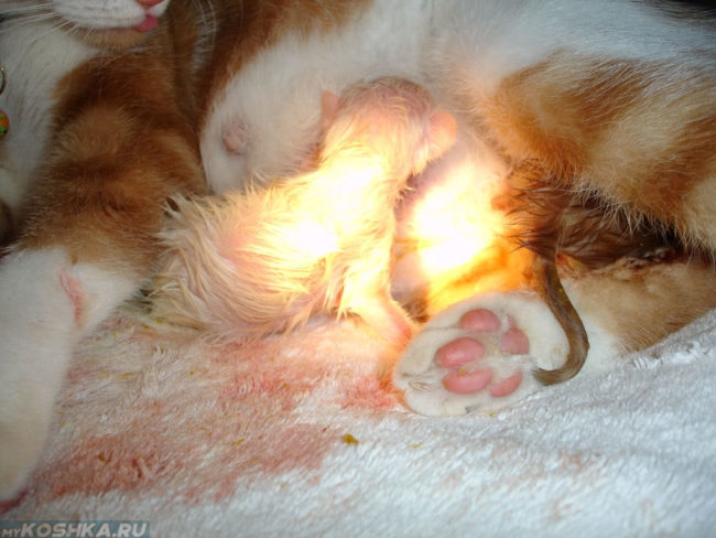 Кошка начинает рожать котёнка