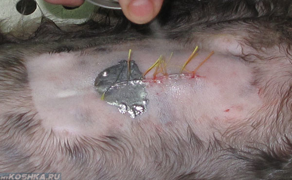 После операционный шов у стерилизованной кошки