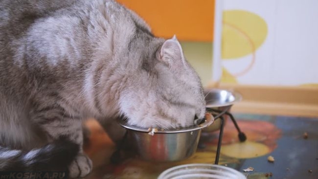 Шотландская вислоухая беременная кошка ест из мисочки