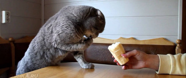 Шотландская вислоухая кошка ест мороженное
