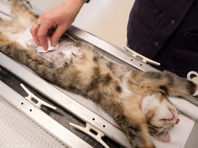 В процессе стерилизации кошки