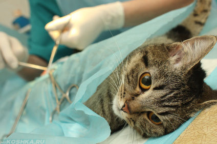 Операция по стерилизации кошки