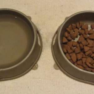 Сухая еда и вода в мисках для беременной кошки